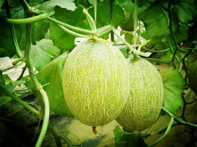 濟(jì)南市振興十大農(nóng)業(yè)特色產(chǎn)業(yè)暨&ldquo;菜籃子&rdquo;工程現(xiàn)場(chǎng)推進(jìn)會(huì)走進(jìn)刁鎮(zhèn)